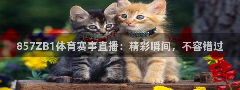 龙门直播cba免费高清直播